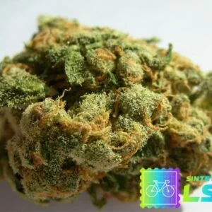 Comprar Skunk Jack Herer
